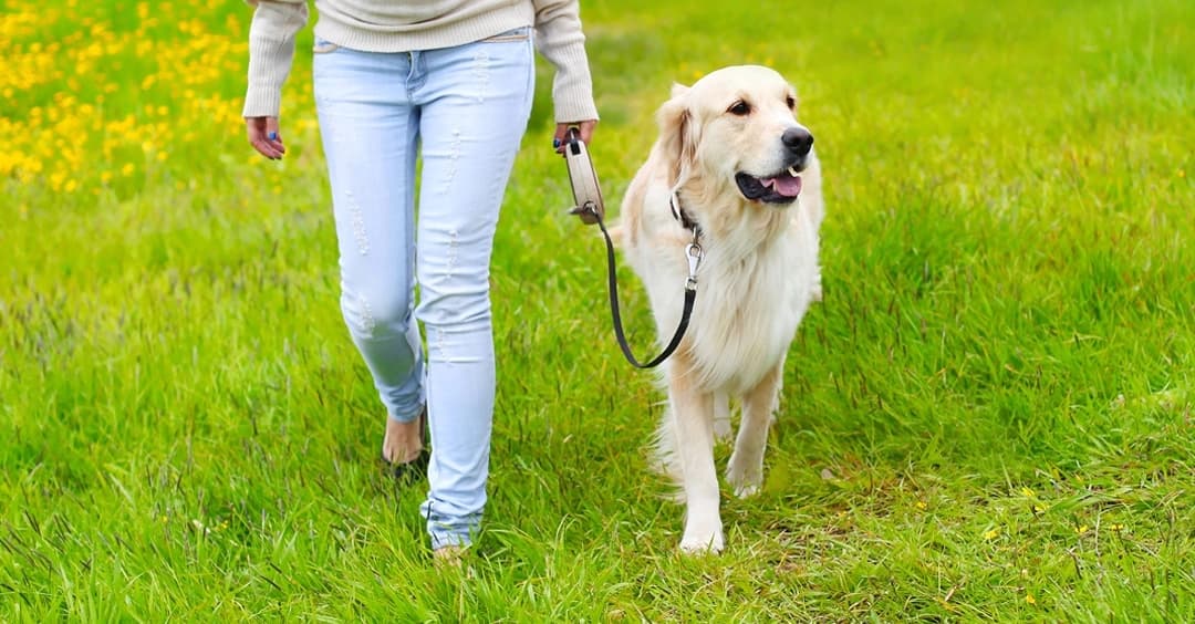 Sem tempo para passear com o cão?