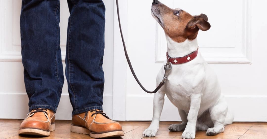 Animais no prédio: pode ou não pode?